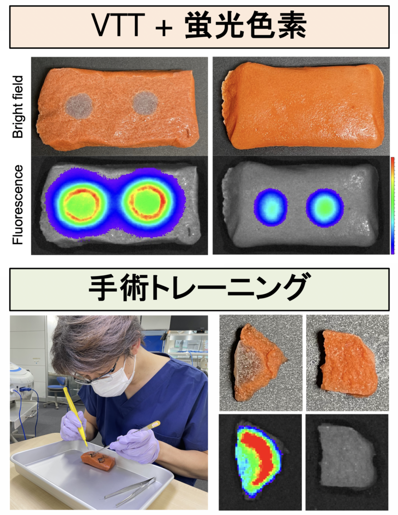 蛍光ガイド手術用トレーニングモデル