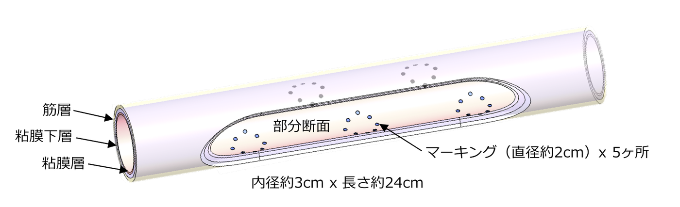 ESD大腸チューブの構造図(粘膜層・粘膜下層・筋層の3層 / 内径約3cm x 長さ約24cm / マーキング直径約2cm x 5ヶ所)